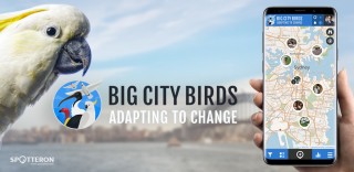 Big City Birds - A New Project on the SPOTTERON Citizen Science Platform